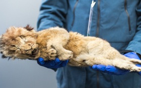 Bức ảnh con sư tử tưởng như "đồ chơi" nhưng lại ẩn chứa bí mật bị chôn vùi 28.000 năm, mổ bụng ra càng khiến các nhà khoa học ngỡ ngàng
