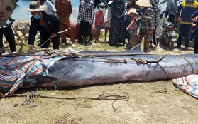 Cá voi nặng hơn 800kg, dài 7m dạt vào bờ biển ở Hà Tĩnh