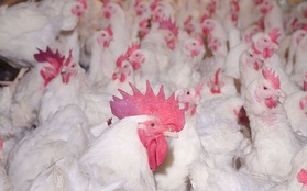 Giá gà tiếp tục xuống thấp kỷ lục trong lịch sử chăn nuôi, chỉ 6.000 đồng/kg vẫn không có người mua