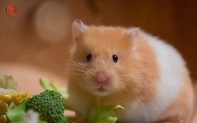 Hong Kong (Trung Quốc) tiêu hủy hơn 2.000 con chuột hamster mắc Covid-19
