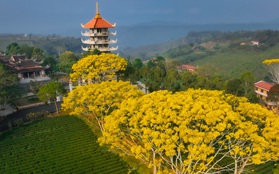 Mãn nhãn ngắm hoa điệp vàng rực rỡ tại Bảo Lộc
