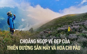 Khám phá những thiên đường săn mây và hoa chi pâu tuyệt đẹp ở vùng Tây Bắc