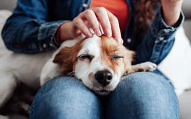 Nghiên cứu mới cho thấy việc cưng nựng một chú chó có tác dụng chữa bệnh tuyệt vời đối với bộ não