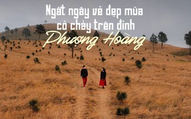 Ngắm mùa cỏ cháy đẹp thơ mộng trên đồi Phượng Hoàng, Quảng Ninh