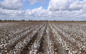 Hạn hán đe dọa vụ mùa bông tồi tệ nhất ở bang Texas trong 30 năm qua