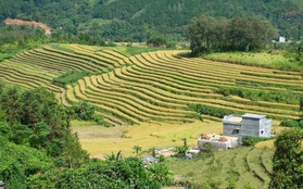 Ngắm cánh đồng lúa chín vàng tuyệt đẹp trên lưng chừng núi ở Quảng Ninh