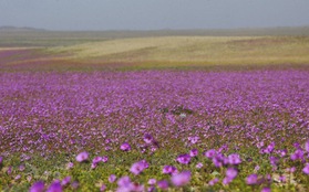 Chile bảo vệ hiện tượng "sa mạc nở hoa" độc đáo tại Atacama