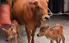 Chuyện lạ bò mẹ sinh đôi ở Hà Tĩnh