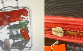 Mỹ: Nhân viên sân bay phát hiện... mèo nằm gọn trong vali