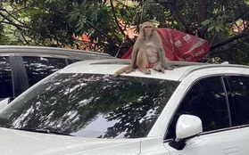 Hà Nội: Thổi ống tiêu tẩm thuốc mê để vây bắt con khỉ hoang quậy phá, tấn công người dân