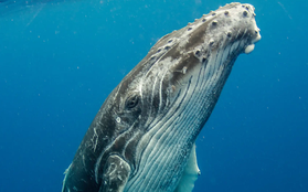 Ăn phải 10 triệu mảnh vi nhựa mỗi ngày, số phận của những chú cá voi lớn nhất thế giới sẽ đi về đâu?