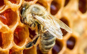 Đàn ong mật khổng lồ hàng ngàn con bất ngờ tấn công nhóm người chơi thể thao