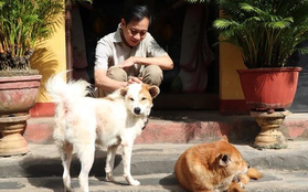 Triển khai thí điểm trang công cụ báo cáo về nạn buôn bán thịt chó, mèo