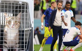 Sao tuyển Anh mang mèo hoang từ Qatar về nhà, thay vì cúp vô địch