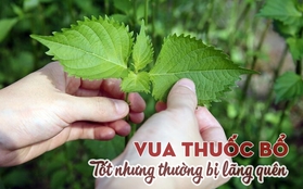 Loại cây có nhiều ở Việt Nam là "vua thuốc bổ" giúp lọc sạch máu, điều hòa đường huyết, nhưng đang bị bỏ phí