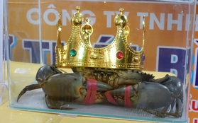 Con cua nặng hơn 1,4 kg giành giải nhất cuộc thi Sumo Crab tại Cà Mau