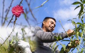 Làng đào Nhật Tân tất bật "xuống lá" chuẩn bị cho Tết Nguyên đán Quý Mão