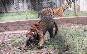 Đại gia Thanh Hóa nuôi dưỡng 11 con hổ dữ: "Đến giờ thực sự mệt mỏi, kiệt quệ"