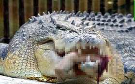 Đi tuần tra trong khu bảo tồn, nhà sinh vật học phát hiện cảnh tượng kinh hãi trong miệng con cá sấu, lập tức mở cuộc điều tra