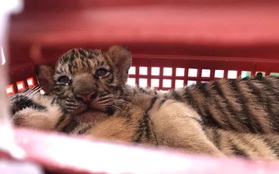 Quảng Bình đón 7 con hổ về nuôi dưỡng "đặc biệt" ở Phong Nha - Kẻ Bàng