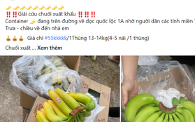 Hết tôm hùm lại đến chuối bị tắc biên quay đầu bán "giải cứu", giá chỉ 5.000/kg