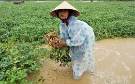 Nông dân Quảng Nam khóc ròng vì trận mưa lớn trái mùa, vất vả lội nước vớt nông sản "chạy lụt"