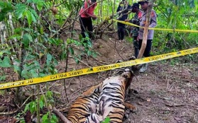 Hai con hổ quý hiếm Sumatra ở Indonesia chết vì sập bẫy
