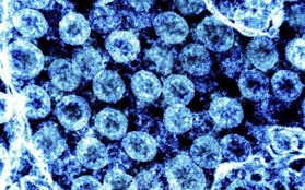 Các biến thể mới của virus SARS-CoV-2 có thực sự đáng quan ngại?