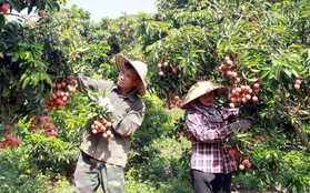 Một loại quả Việt Nam thắng lớn tại Nhật, thương nhân Trung Quốc nườm nượp tìm mua