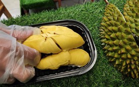 Choáng với giá sầu riêng Musang King trồng tại Việt Nam