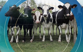 New Zealand đánh thuế ợ hơi từ bò và cừu nhằm cắt giảm khí methane gây hiệu ứng nhà kính