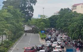 Hà Nội ùn tắc sáng đầu tuần do cành cây đa cổ thụ gãy đổ, chắn ngang đường