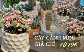 Thăm thú 3 tiệm bán cây cảnh giữa lòng Hà Nội: siêu nhiều cây xinh mà giá cực ''mềm'', chỉ từ 10k bạn tha hồ sắm