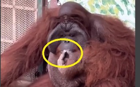 Xôn xao clip đười ươi ngồi phì phèo điếu thuốc ở Thảo Cầm Viên