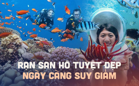 Những rạn san hô tuyệt đẹp ở các vùng biển Việt Nam đứng trước nguy cơ suy giảm hàng loạt, nhiều nơi đã phải lên kế hoạch để "giải cứu"