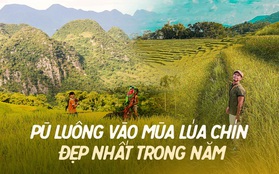 Pù Luông đang vào mùa lúa chín đẹp nhất trong năm: Nhất định phải đi vì góc nào đứng vào cũng rất thơ