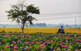 Nếu đến 3 nơi này nhất định không nên bỏ qua việc ghé thăm các hồ sen được cho là đẹp nhất cả nước!