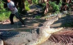 Dùng dây thừng bắt sống cá sấu dài 4,3 m ở Indonesia