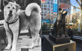 Những chuyện ít người biết về Hachiko - chú chó đứng ở sân ga 10 năm đợi chủ đã trở thành biểu tượng của lòng trung thành