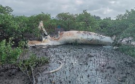 Phát hiện xác cá voi cả chục tấn ở biển Vân Đồn