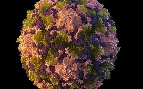 Mỹ: Bệnh biến mất 10 năm tái xuất do virus "rơi" ra từ vắc-xin sống?