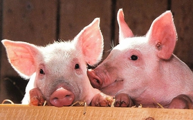 Trong miệng con lợn có 1 bộ phận cực quý giá, vừa bổ huyết, vừa dưỡng da, tuy nhiên có 3 nhóm người không nên ăn