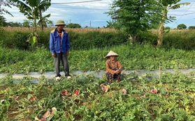 Vợ chồng lão nông bị phá hoại ruộng dưa hấu: Nếu mình không tha thì bố mẹ những đứa trẻ mới là người tổn thương nhiều nhất