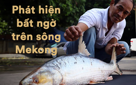 Campuchia bất ngờ phát hiện cá chép hồi khổng lồ trên sông Mekong sau 20 năm "vắng bóng"