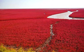 Bãi biển độc đáo ở Trung Quốc bình thường trong xanh nhưng đến mùa thu chuyển màu đỏ sặc sỡ đẹp mê hồn