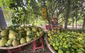 Về làng Đại Bình chơi lễ hội, thưởng thức trái cây miệt vườn bên sông Thu Bồn