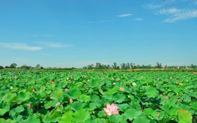 Ngỡ ngàng trước cảnh thanh bình ở di sản Thành nhà Hồ