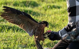 Giới trẻ Hà thành thích thú với trò chơi huấn luyện "trinh sát trên không"