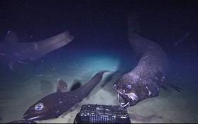 "Đại vương" săn mồi của vùng biển Nhật: Thân hình "bé bự", thống trị dưới độ sâu 2.000 mét nước