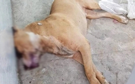 Vụ nữ chủ nhà bị chó Pitbull cắn tử vong: Tiêu hủy con chó "phản chủ"